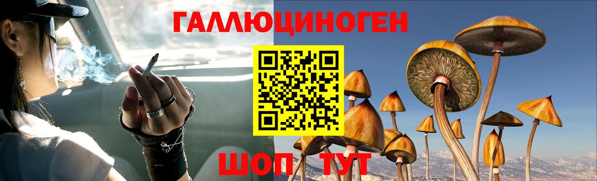 Псилоцибиновые грибы мицелий  где найти наркотики  Псилоцибиновые грибы GOLDEN TEACHER  Ногинск 